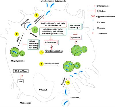 Non-Coding RNAs in the Etiology and Control of Major and Neglected Human Tropical Diseases